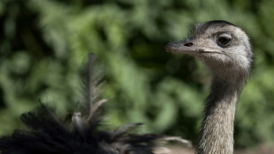 Aus Gehege ausgeb&uuml;xt: Aggressiver Emu in Th&uuml;ringen erschossen 