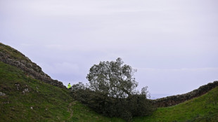 Annonce de la peine pour deux hommes qui ont abattu l'arbre le plus c&eacute;l&egrave;bre d'Angleterre