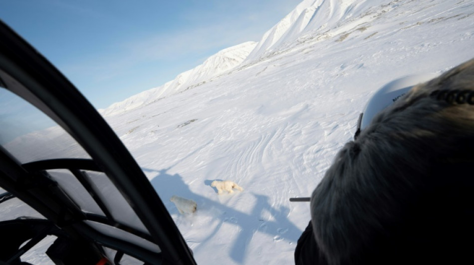 The eye-opening science of close encounters with polar bears