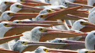 Un village mexicain, refuge de milliers de p&eacute;licans migrateurs, esp&egrave;re attirer les touristes