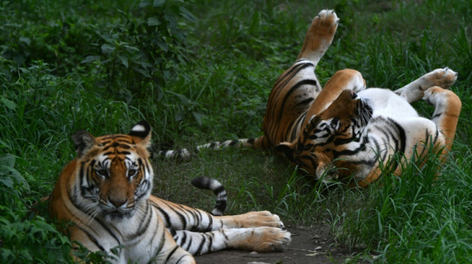 In Nepal leben fast drei Mal mehr Tiger als vor zwölf Jahren