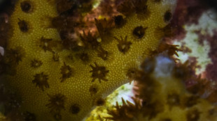 La acidificaci&oacute;n de los oc&eacute;anos pronto superar&aacute; el umbral de alerta, seg&uacute;n cient&iacute;ficos