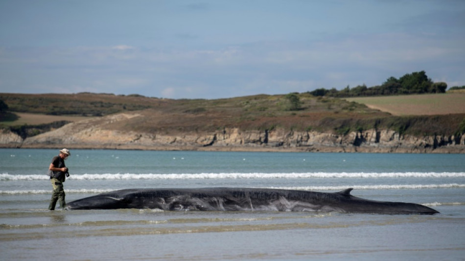 La baleine &eacute;chou&eacute;e sur une plage du Finist&egrave;re est repartie en mer
