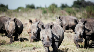 Naturschutzorganisation kauft weltgrößte Nashornfarm in Südafrika