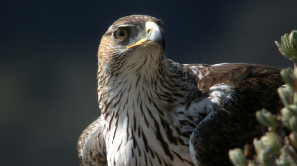 Des insecticides interdits saisis lors d'une enquête sur la mort d'un aigle de Bonelli