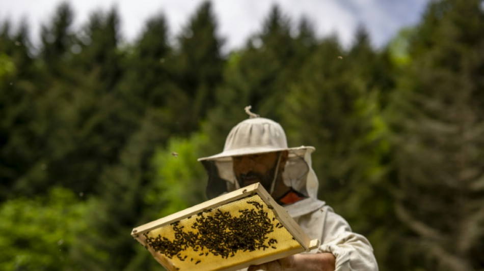 En Turquie, le "miel fou" aux deux visages
