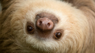 Bichos-pregui&ccedil;a na Costa Rica abrem novo caminho para os antibi&oacute;ticos do futuro