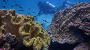 Thaïlande: Le monde de la plongée très inquiet par le blanchissement des coraux