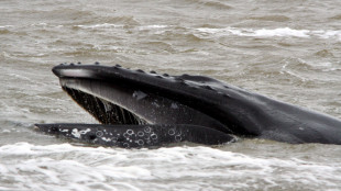 Le megattere partoriscono anche in viaggio, senza fermarsi