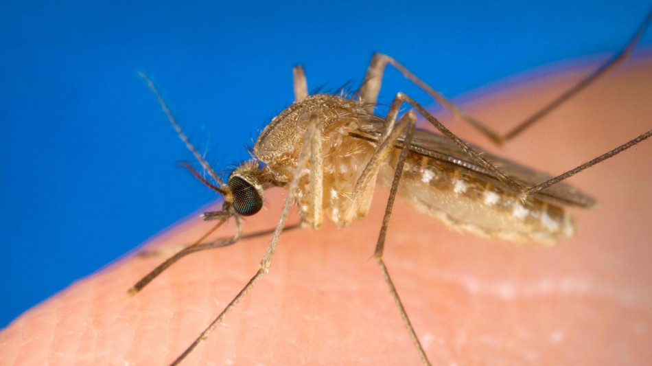 Uno studio fa luce sul rischio di encefalite legata al virus West Nile