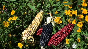 Canad&aacute; apoia EUA em disputa com o M&eacute;xico por milho transg&ecirc;nico