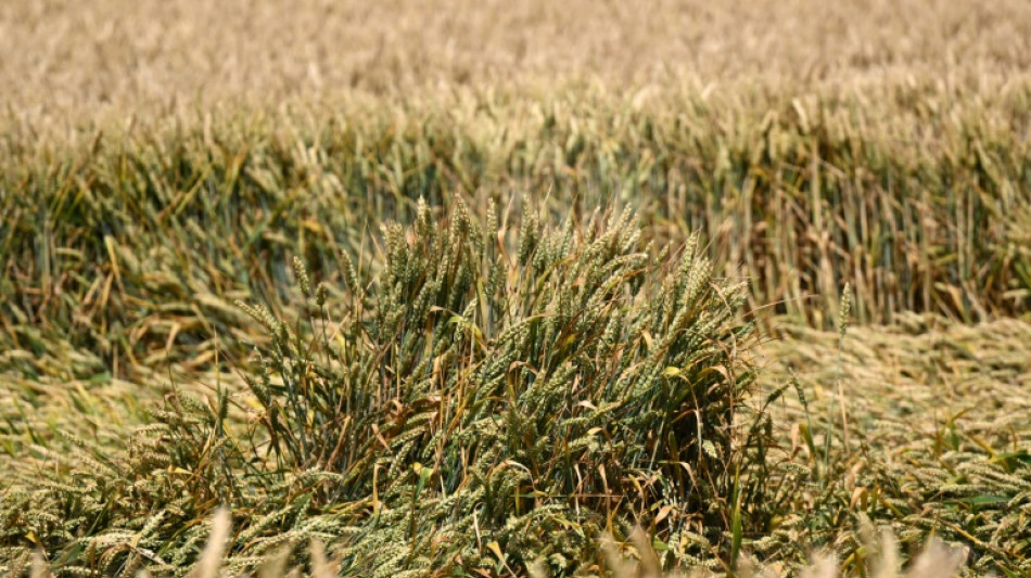 Bauernverband erwartet unterdurchschnittliche Getreideernte wegen nassen Sommers
