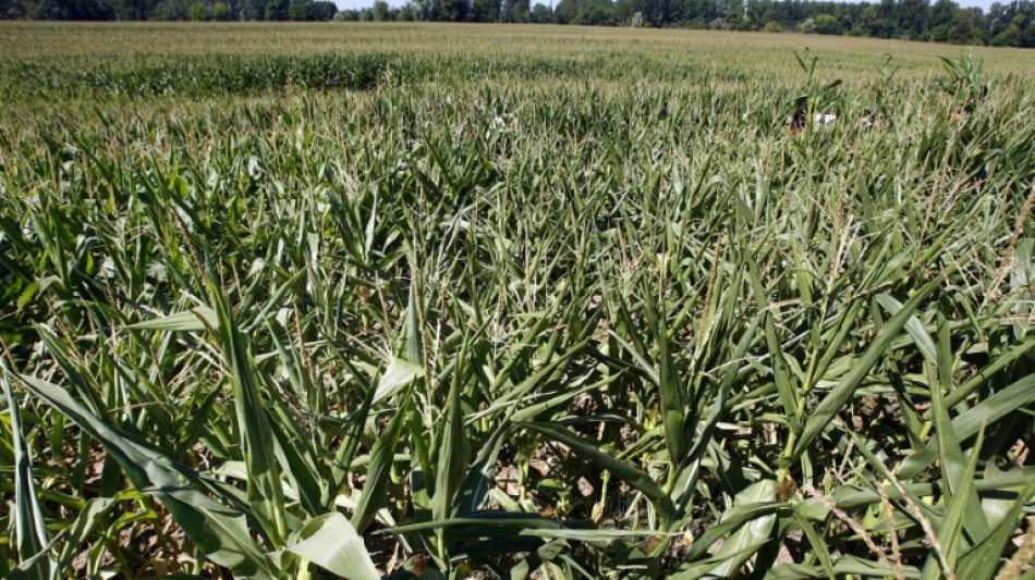 Etats-Unis: les anti-OGM contre les semences adaptées au changement climatique