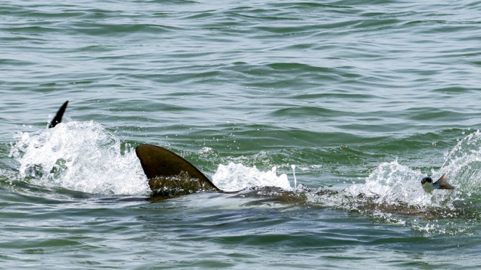 Sur une plage en Isra&euml;l, le face-&agrave;-face dangereux entre requins et humains