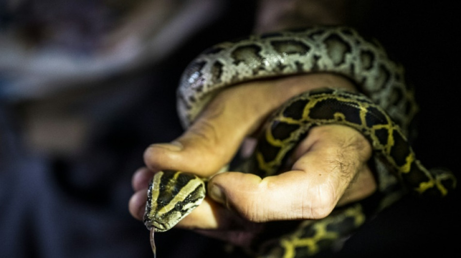 En Floride, la chasse aux pythons birmans pour aider l'&eacute;cosyst&egrave;me mais aussi la sant&eacute; mentale