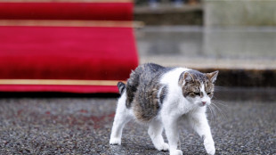 Il tramonto dei gatti di Downing Street, Larry compie 15 anni, addio a Palmerston