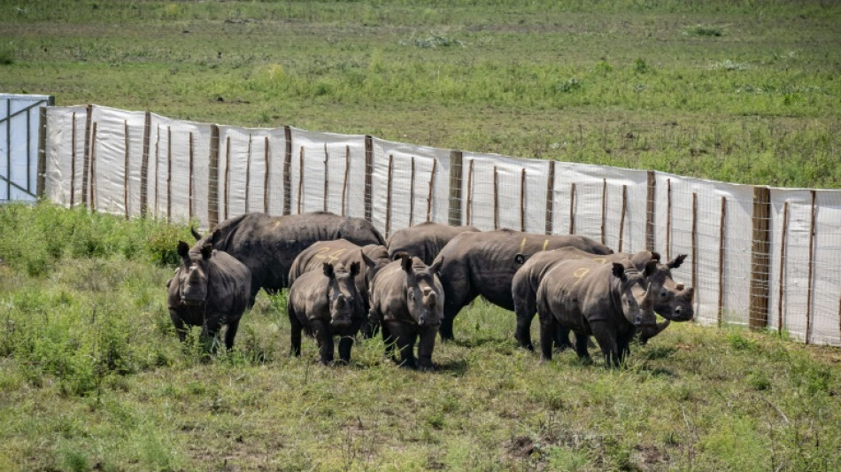 Ruanda acoge a 70 rinocerontes blancos reubicados desde Sud&aacute;frica