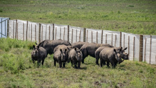 Ruanda acoge a 70 rinocerontes blancos reubicados desde Sud&aacute;frica