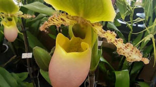 Singapore avvia il pi&ugrave; grande database digitale di piante