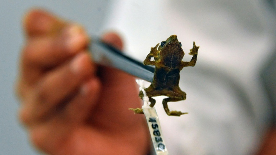 &iexcl;Rompi&oacute; el silencio!: bi&oacute;logos de Ecuador captan canto de sapo considerado mudo por un siglo