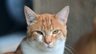 Sachsen-Anhalt: Wom&ouml;glich mehrere Katzen aus fahrendem Auto geworfen und get&ouml;tet