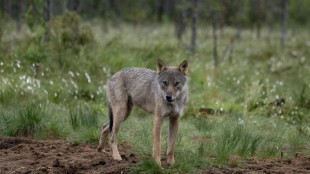 In Müllsäcken verpackte Körperteile von totem Wolf in Mittellandkanal entdeckt