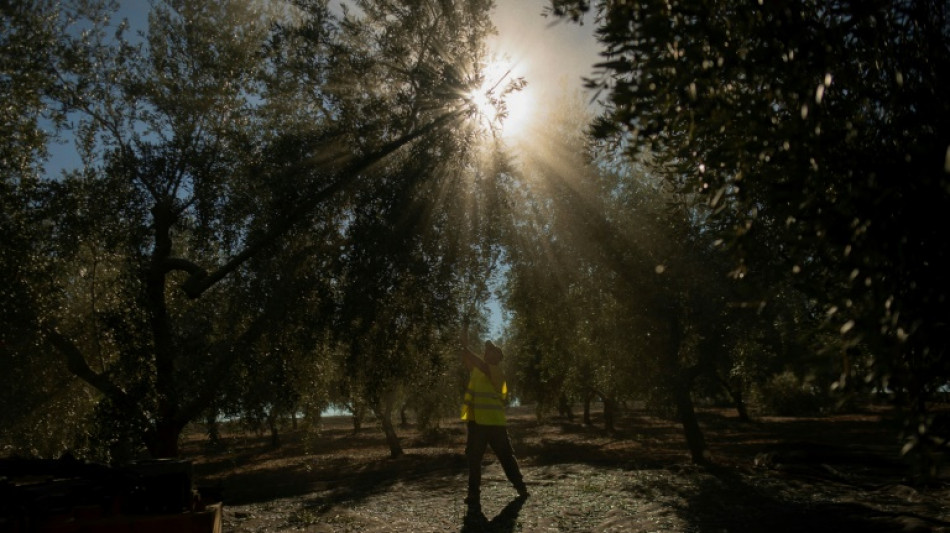 Reaktion auf starken Preisanstieg: Spanien streicht Mehrwertsteuer auf Oliven&ouml;l