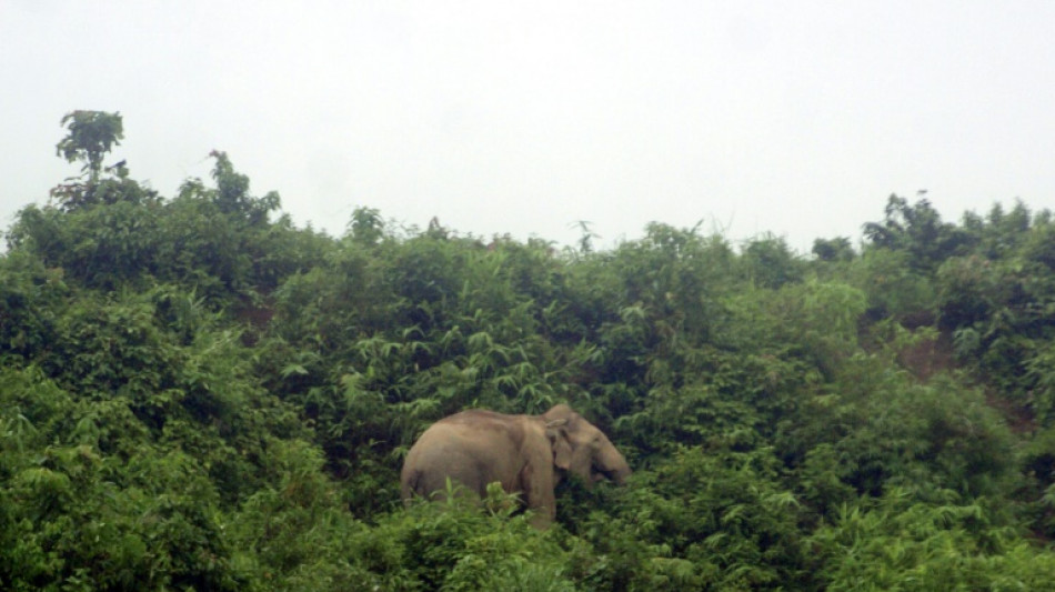 Le Bangladesh interdit l'adoption d'&eacute;l&eacute;phants sauvages