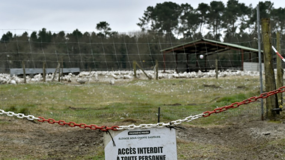Grippe aviaire: risque relev&eacute; de "mod&eacute;r&eacute;" &agrave; "&eacute;lev&eacute;" en France