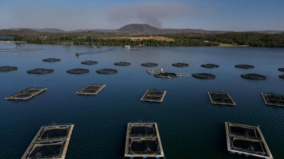 Setor do pescado no Brasil sofre como poucos com tarifaço de Trump