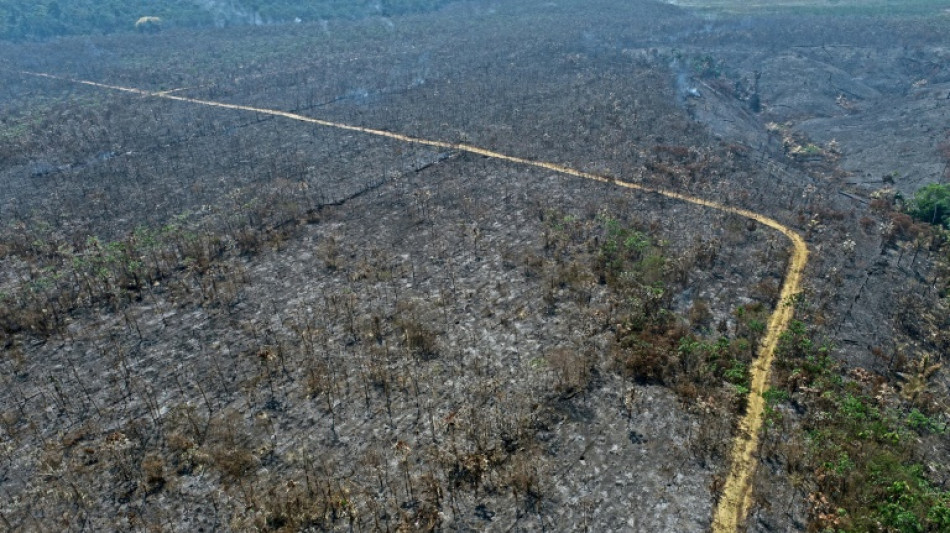 Incendio provocado calcina un proyecto de reforestación en la Amazonía
