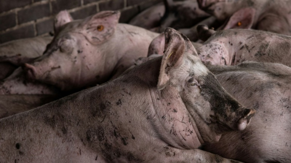 Schweinemäster wegen Tierschutzverstößen zu Geldstrafen verurteilt 