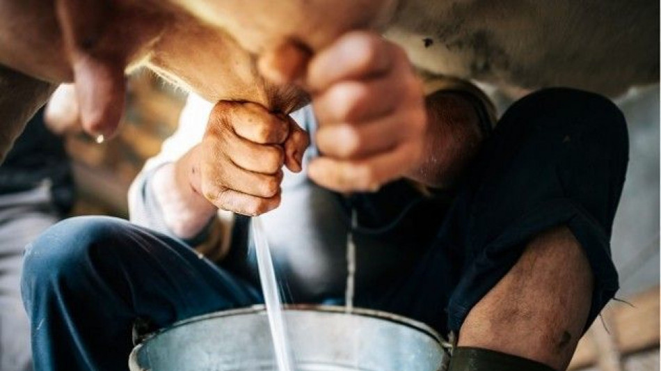 Aviaria nelle mucche, per l'Fda il latte pastorizzato &egrave; sicuro