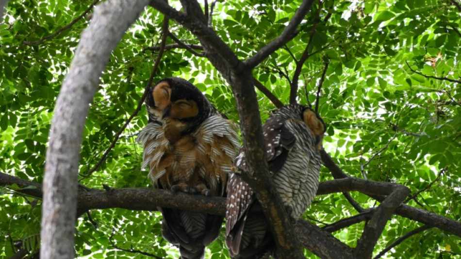 Zwei versto&szlig;ene Babyk&auml;uze innerhalb von drei Tagen in Wanne-Eickel gerettet