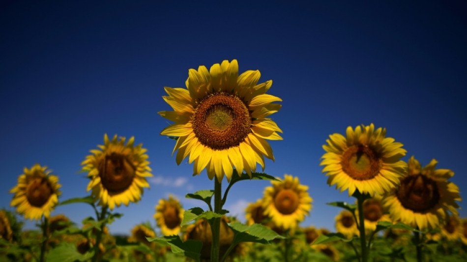 La sensibilit&eacute; des plantes revient au go&ucirc;t du jour