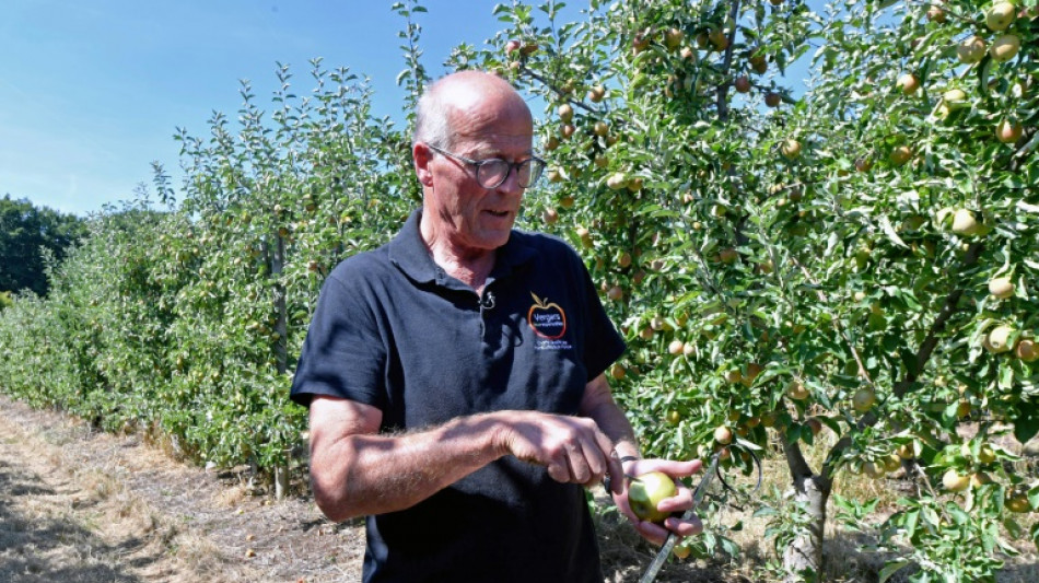 Dans les vergers fran&ccedil;ais, des arbres fruitiers &agrave; l'&eacute;preuve de la s&eacute;cheresse