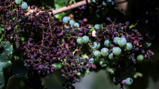 Produção mundial de vinho cai para nível mais baixo em 60 anos devido a geadas e seca
