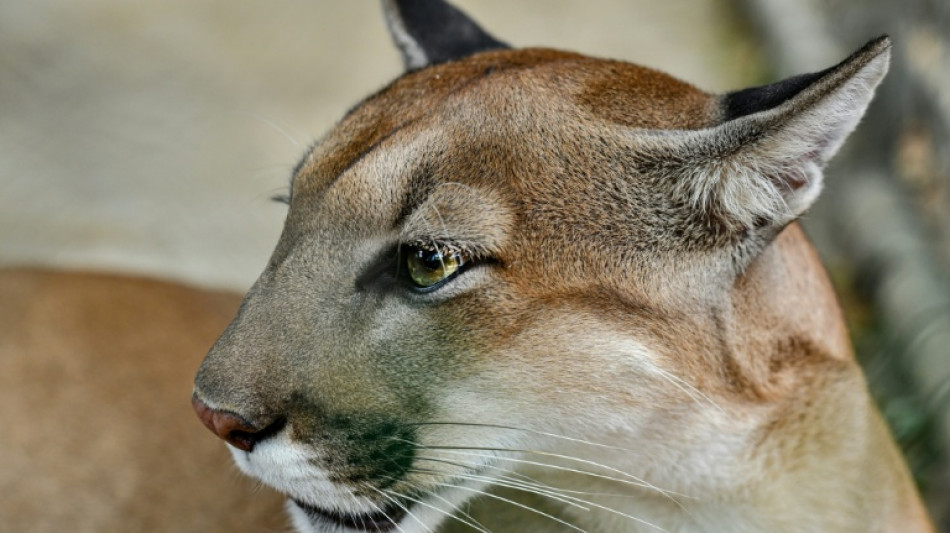 La pr&eacute;sence de puma r&eacute;duit les collisions entre cerfs et voitures (&eacute;tude)