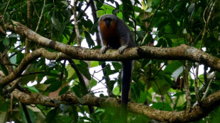 Course contre la montre pour sauver des singes menac&eacute;s d'Amazonie 