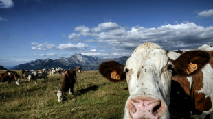 Moins de vaches pour le climat? Le monde de l'&eacute;levage accuse le coup