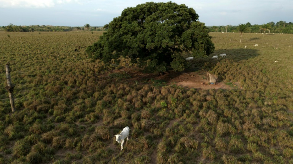 Br&eacute;sil: la for&ecirc;t amazonienne amput&eacute;e d'une surface &eacute;quivalente &agrave; l'Espagne en 40 ans
