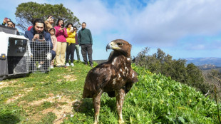 En Tunisie, de jeunes passionn&eacute;s aident des rapaces &agrave; retrouver la vie sauvage