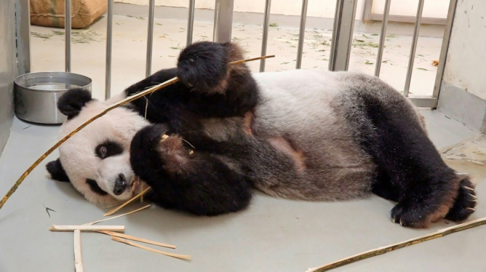 Muere Tuan Tuan, el panda donado por China a Taiwán
