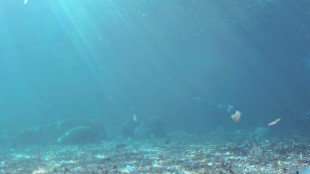 Microbi mangia-metano formano una rete elettrica vivente in mare