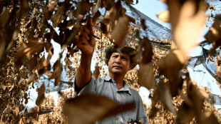 Cambodia's famed Kampot pepper withers in scorching heatwave