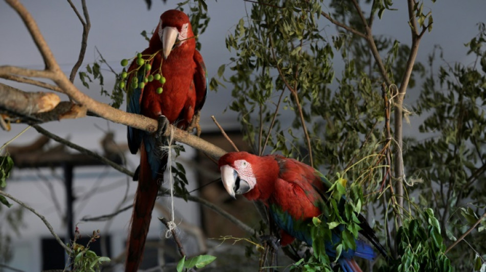 Sequ&iacute;a y fuego laceran vida silvestre en argentinos Esteros del Iber&aacute;