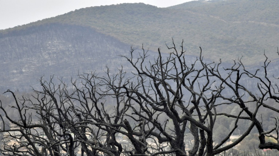 Brände in Algerien zerstören laut Experte Teile eines Unesco-Biosphärenreservats