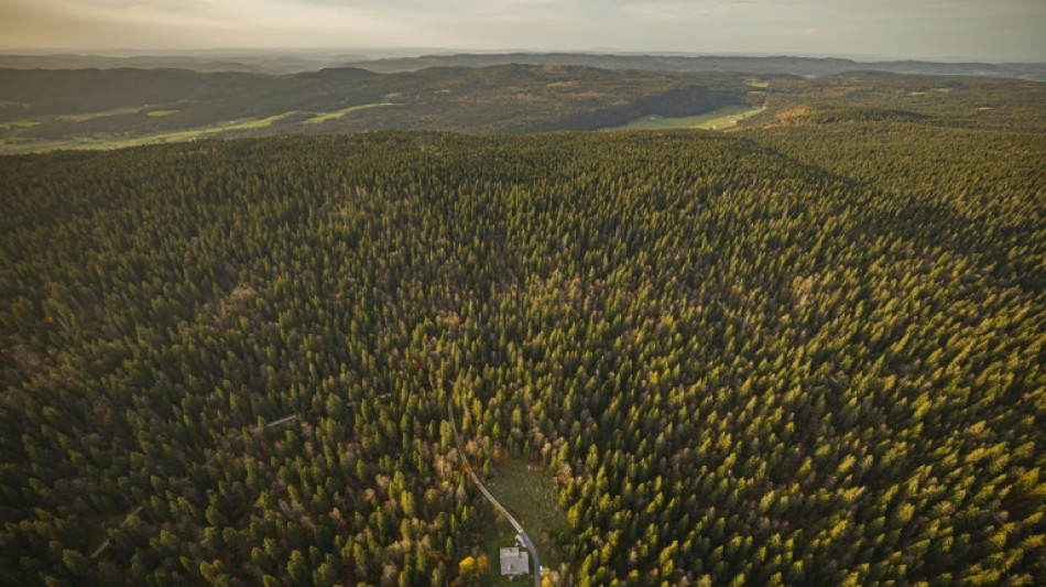 Baum fällt 74-Jährigem in Bayern bei Waldarbeiten auf den Kopf - Mann tot
