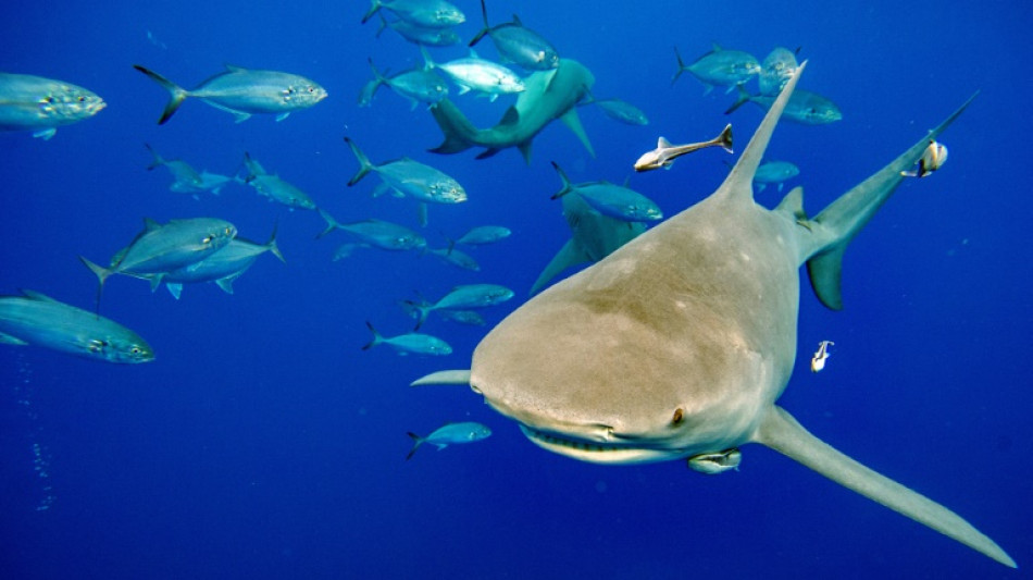 Entscheidung der Weltartenkonferenz zum Schutz der Haie lässt auf sich warten