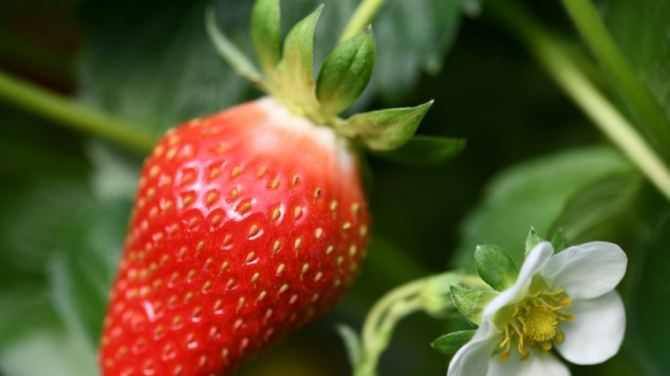 Verbraucherzentrale: Nur wenig Beere im Erdbeerjoghurt 